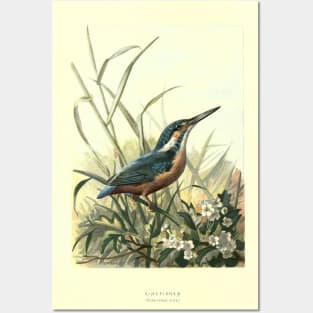 Kingfisher Posters and Art